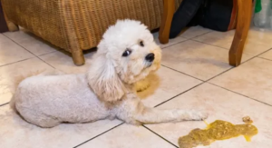 Read more about the article Dog Vomiting Yellow Bile in the Morning: Causes, Home Remedies & When to Worry