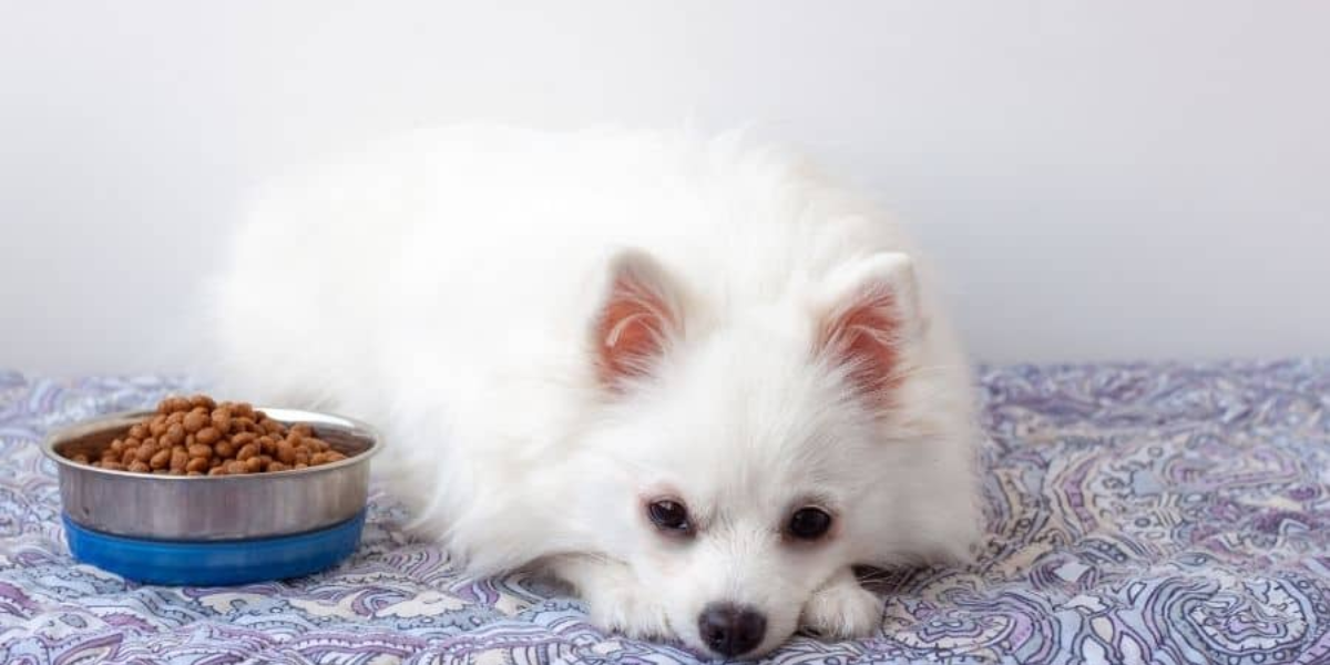 You are currently viewing How Long Can a Dog Go Without Eating After Surgery? (Vet-Backed Guide)