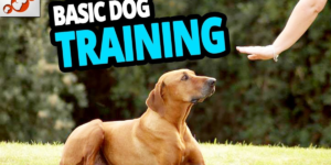 Read more about the article Basic Dog Commands Every Dog Should Know: Complete Training Guide
