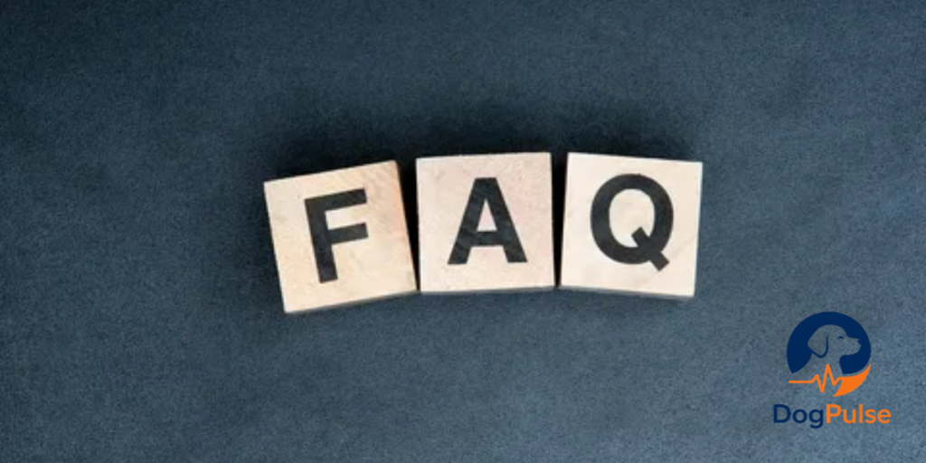 border collie faqs

