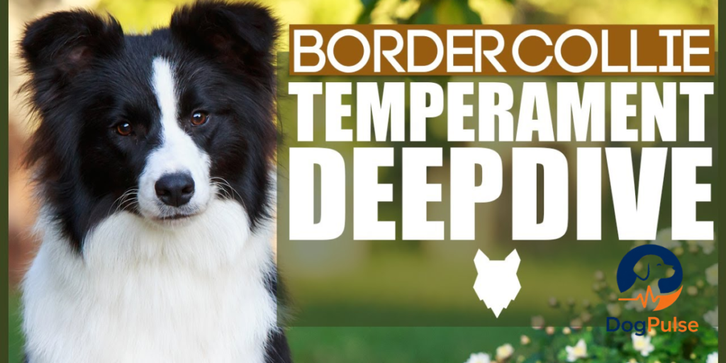 border collie temperament
