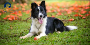 Read more about the article Border Collie: Complete Guide to Training, Temperament, Health & Care