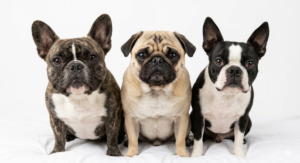 Read more about the article Brachycephalic Dog Breeds: The Complete Owner’s Guide to Flat-Faced Dogs