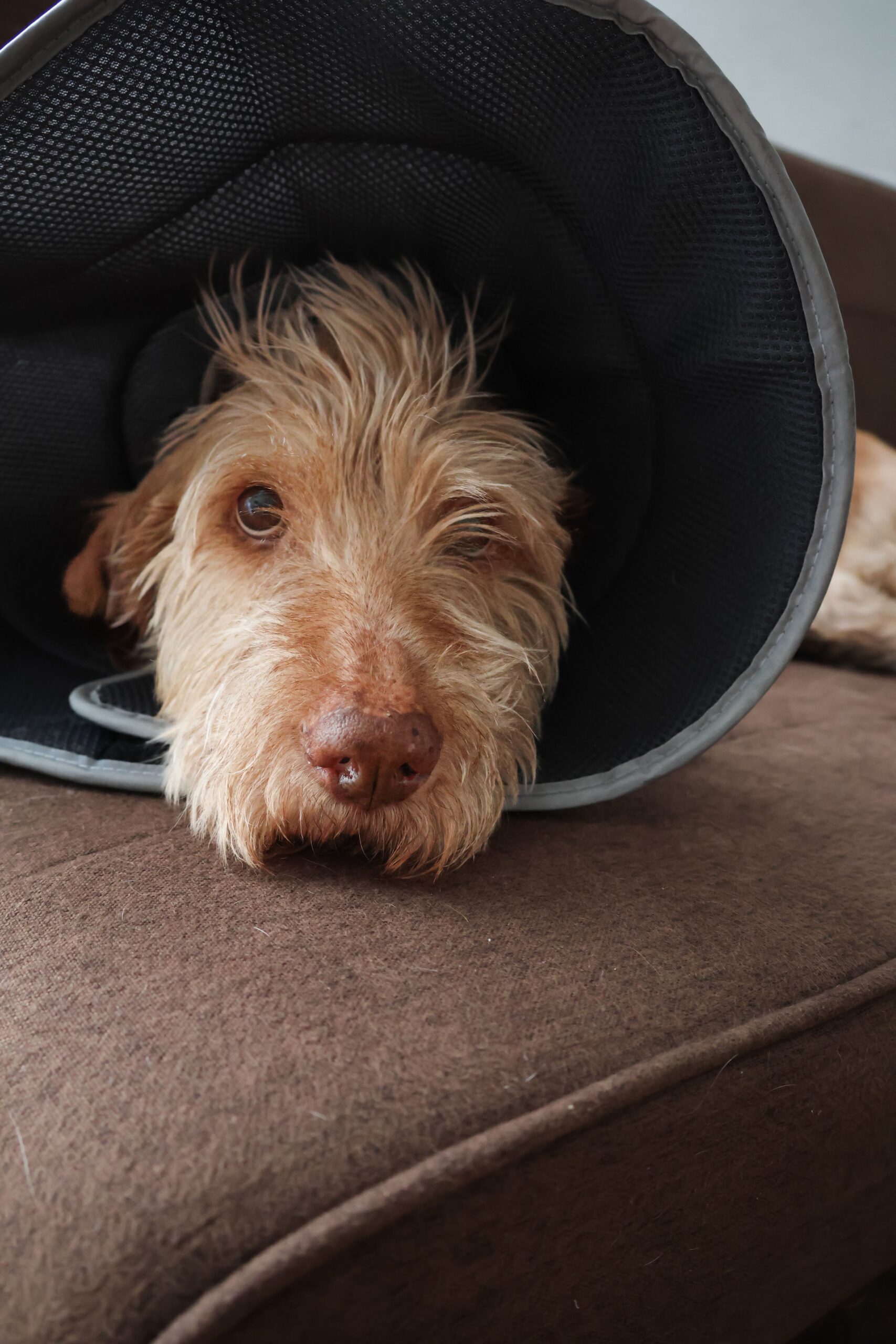 Dog wearing protective cone collar resting on sofa during post-surgery recovery