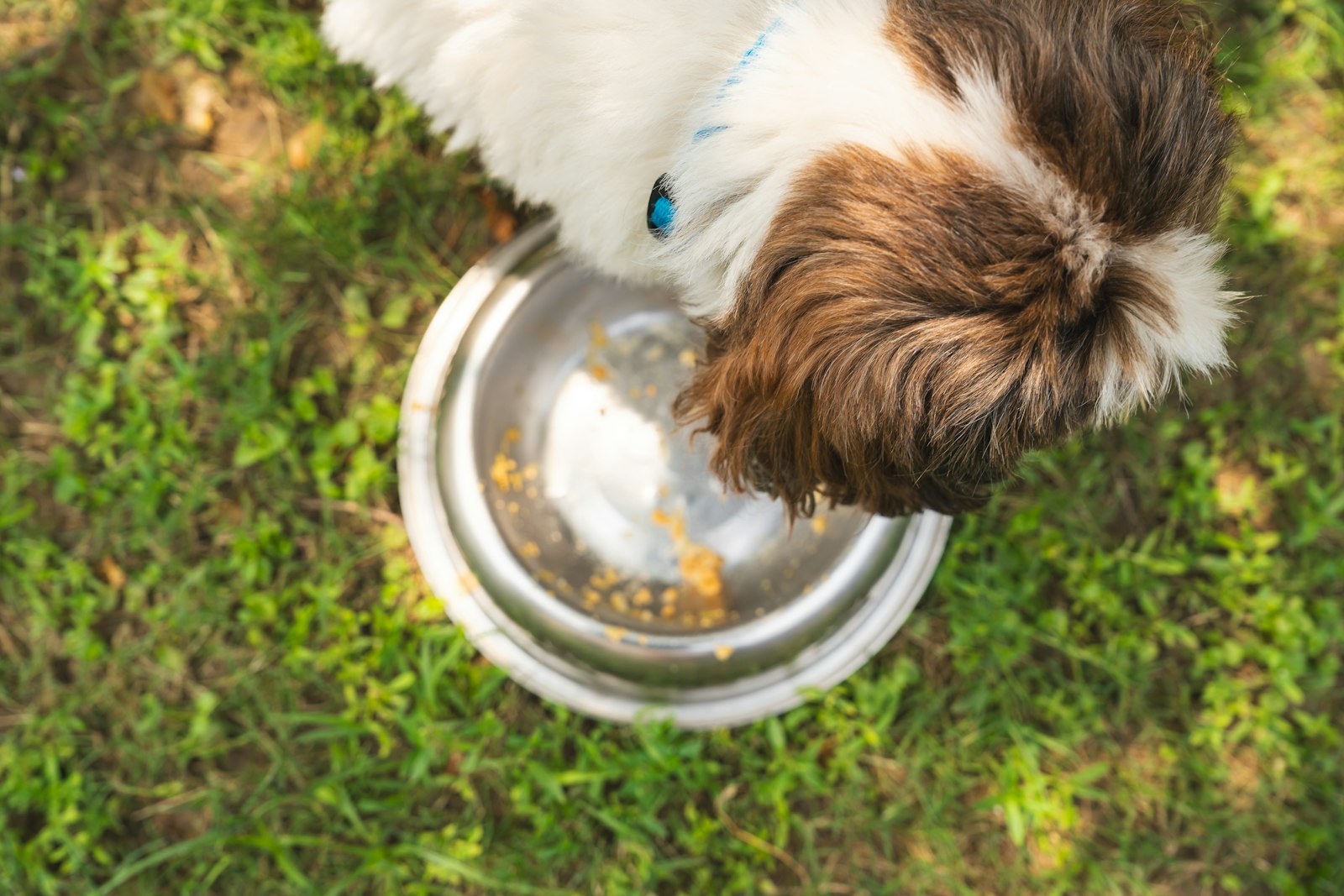 Brown and white dog eating food out of a metal bowl, close up