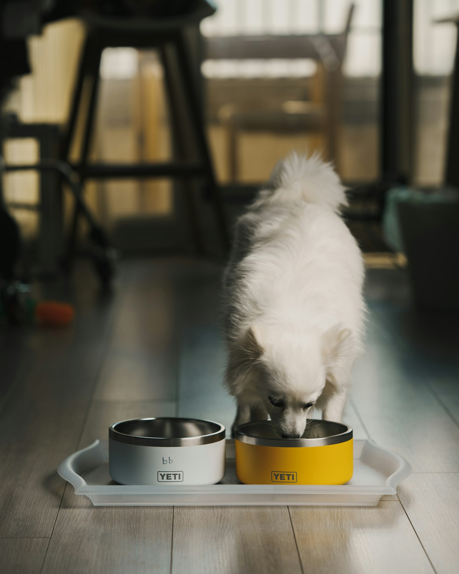 White dog eating happily out of a bowl after switching to wet food