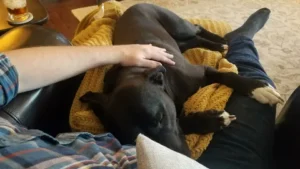 Read more about the article Why Does My Dog Sleep Between My Legs? 8 Common Reasons Explained