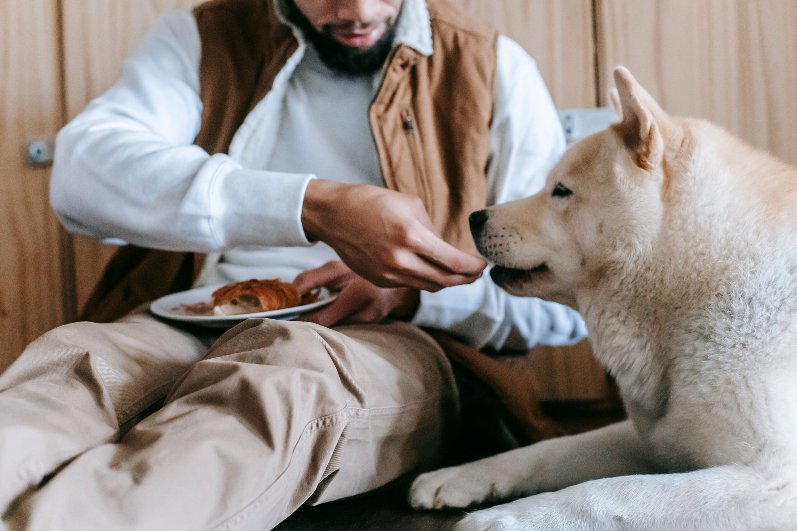 Man hand feeding his dog indoors showing care and bonding during recovery