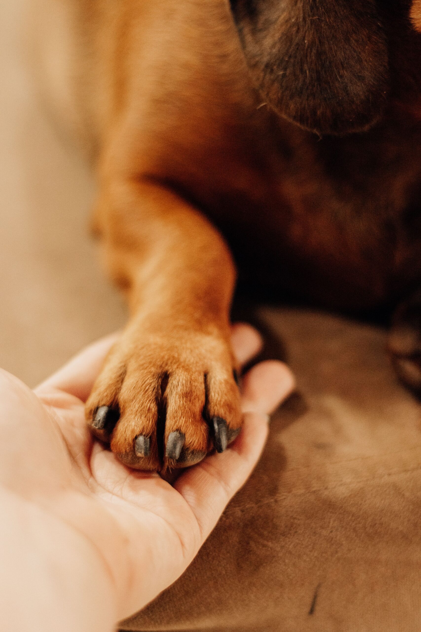 Person gently holding a dog's paw showing trust and care during recovery