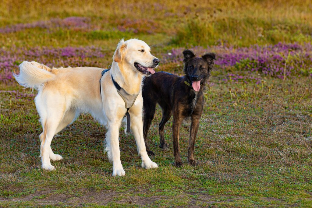 Two playful dogs standing in a sunny meadow, surrounded by blooming heather.