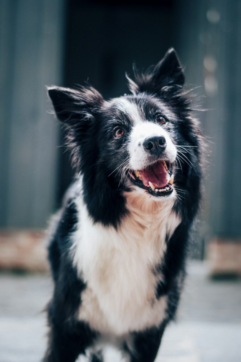 Border Collie dog intelligent breed training
