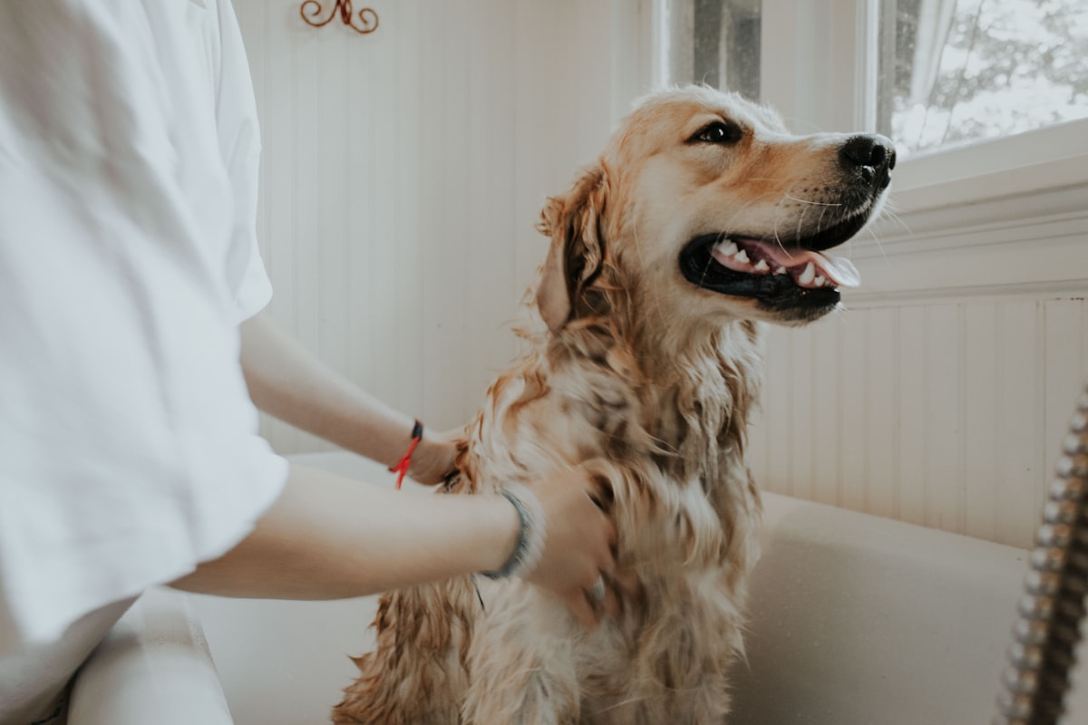 Rescue dog adoption training bonding with owner