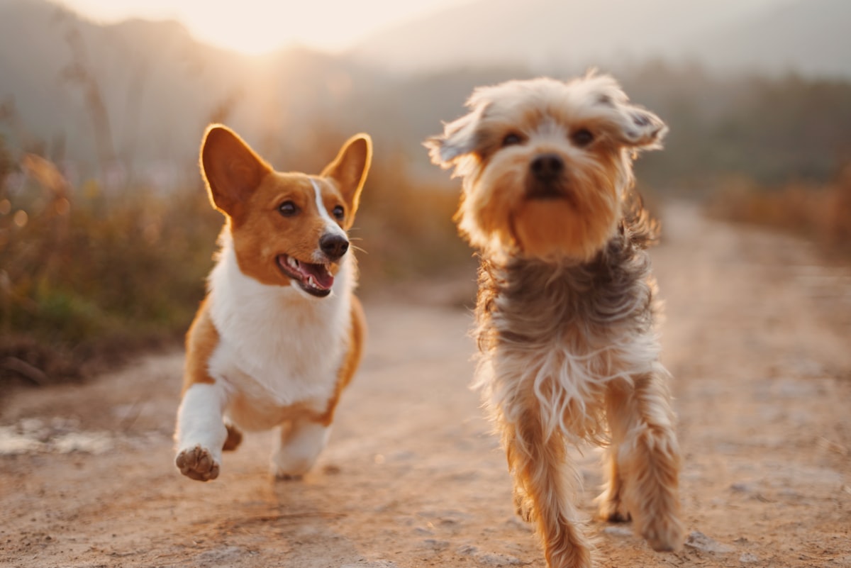 Dog walking heel training leash obedience
