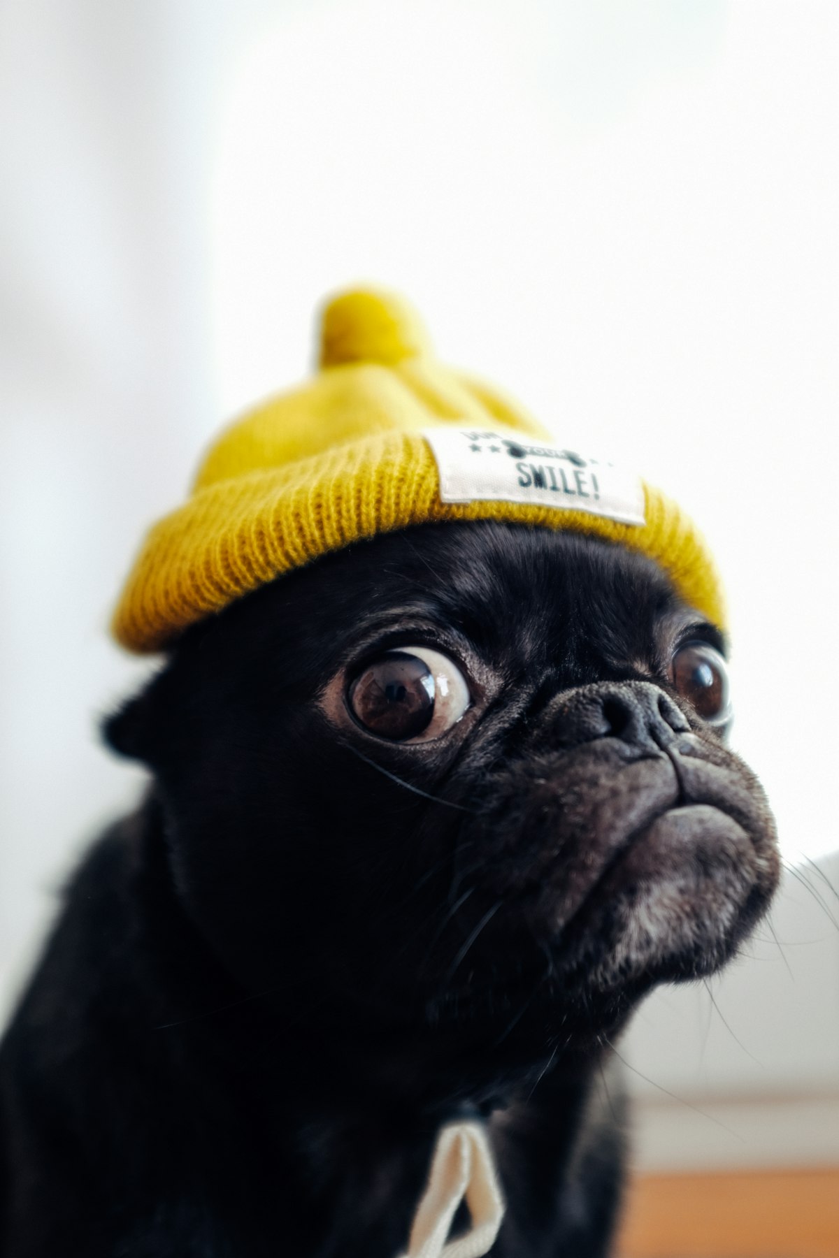 Brachycephalic flat faced dog breed French Bulldog