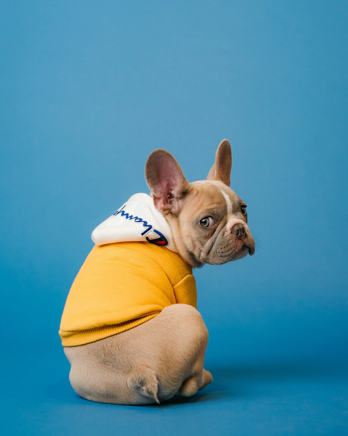Best Dog Food for Picky Eaters