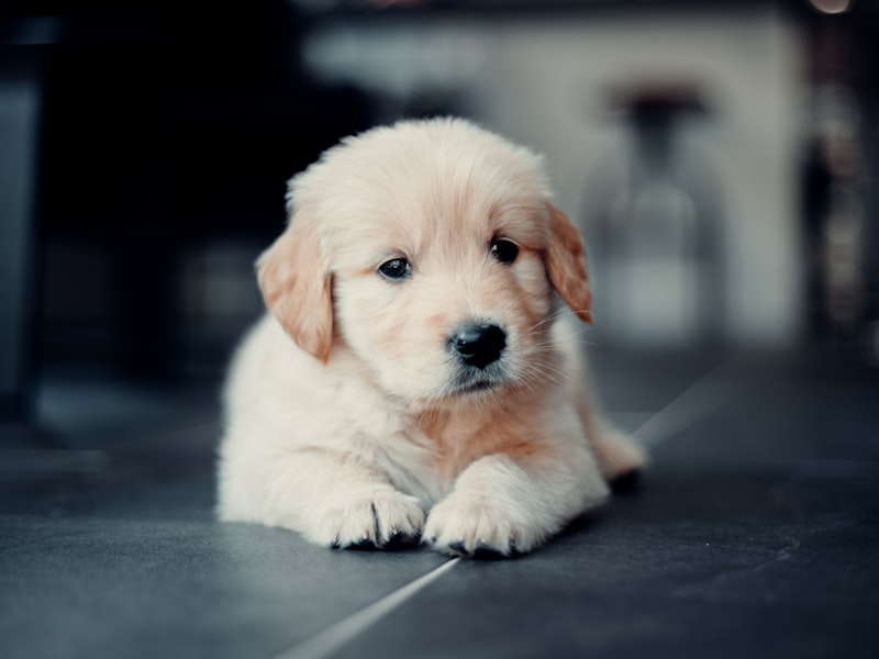 Best dog food weight gain