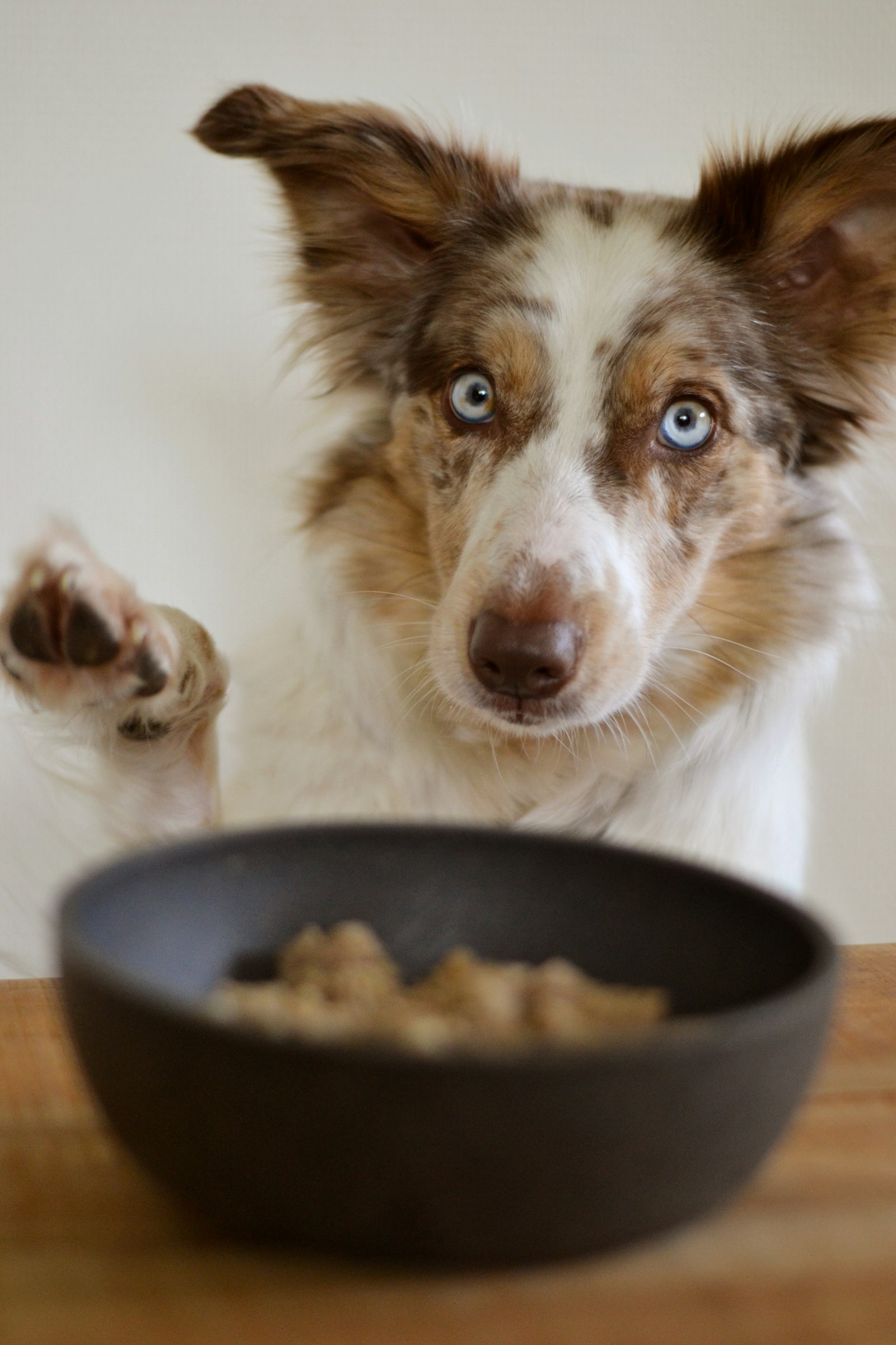 Dog standing next to a bowl of wet food, deciding whether to eat