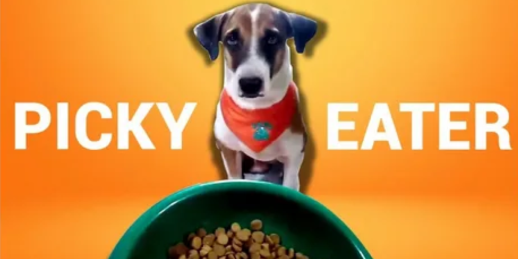  About Dogs Who Are Picky Eaters