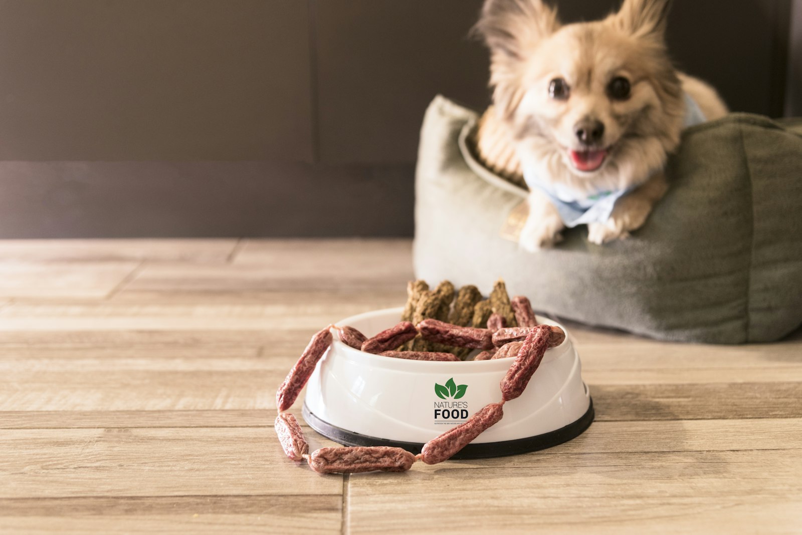 Small dog sitting in a dog bed near a bowl of food, looking uninterested