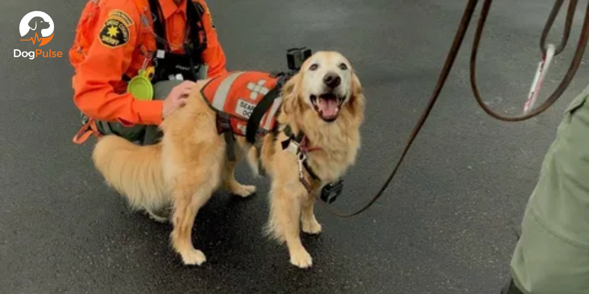 You are currently viewing Rescue Dog Training: The Complete Guide to Building Trust, Confidence, and Good Behavior