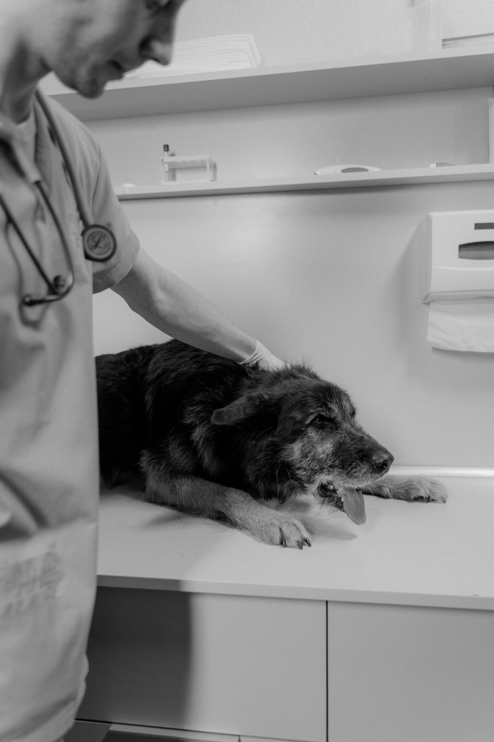 Veterinarian examining a dog during a health checkup at the clinic
