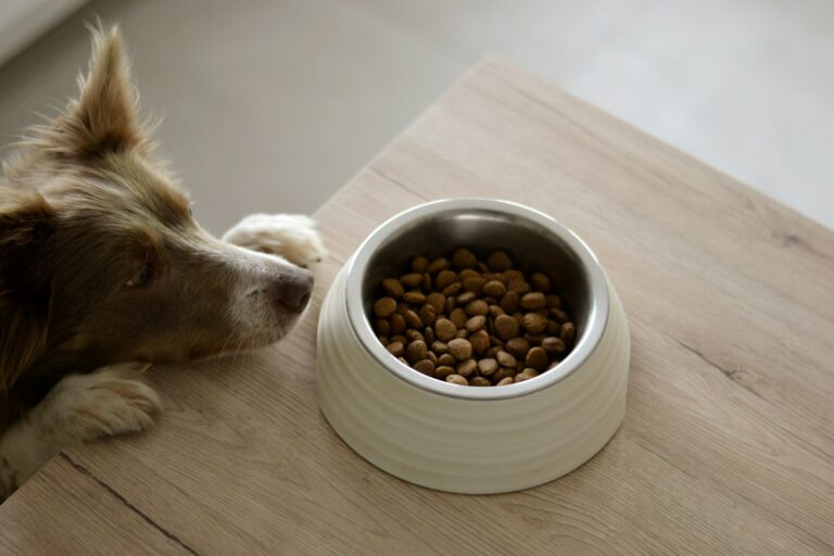 Brown and white dog eating wet food out of a bowl