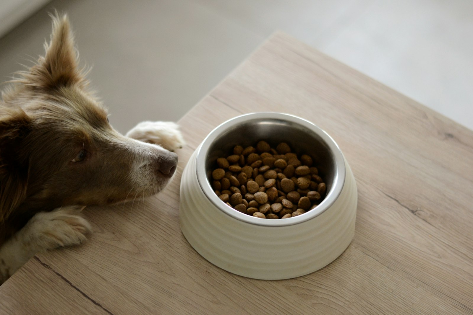 Brown and white dog eating wet food out of a bowl