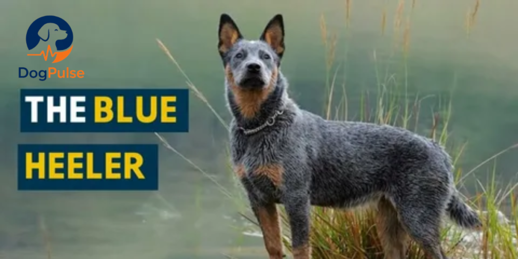 what is blue heller