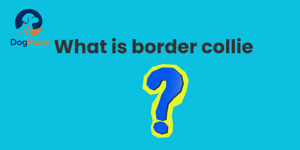 what is border collie
