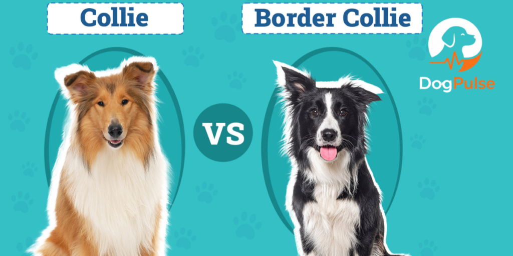what make border collie different.