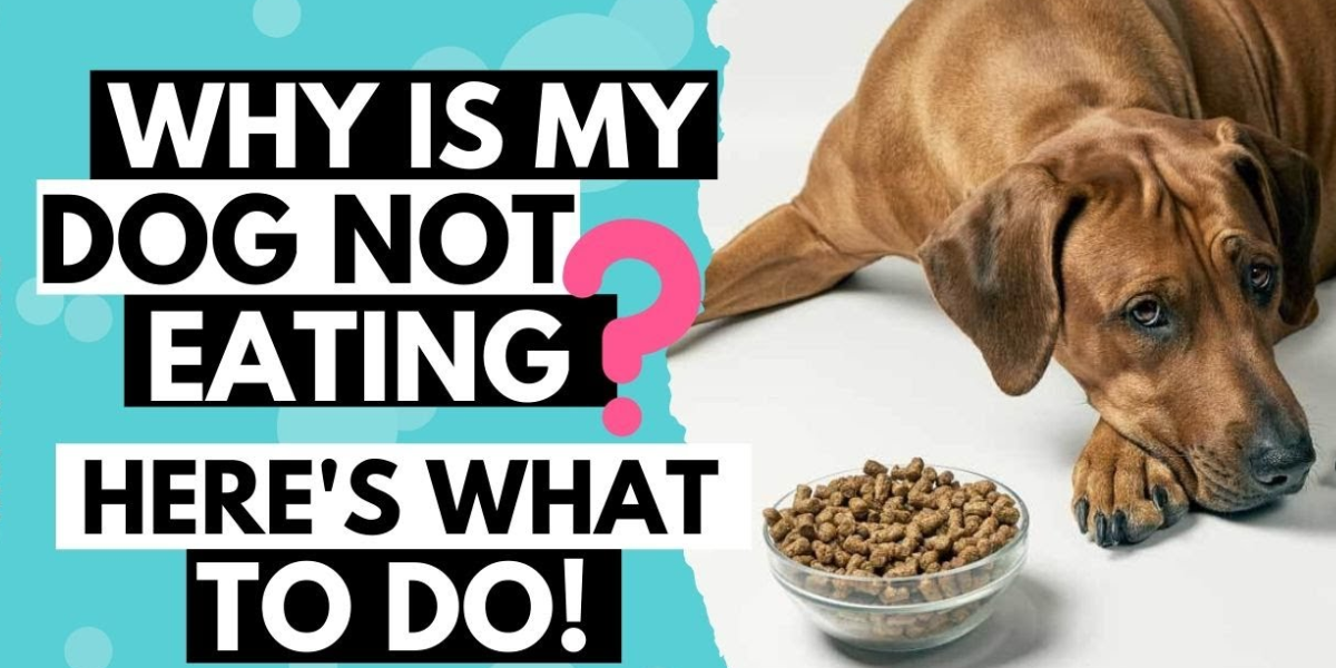 You are currently viewing Why Is My Dog Not Eating But Drinking Water? (12 Causes + Vet-Approved Solutions)