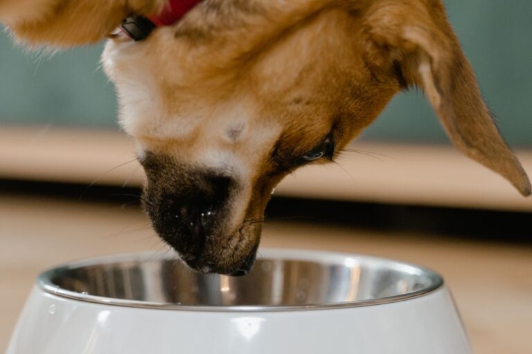 Dog eating food from a bowl indoors