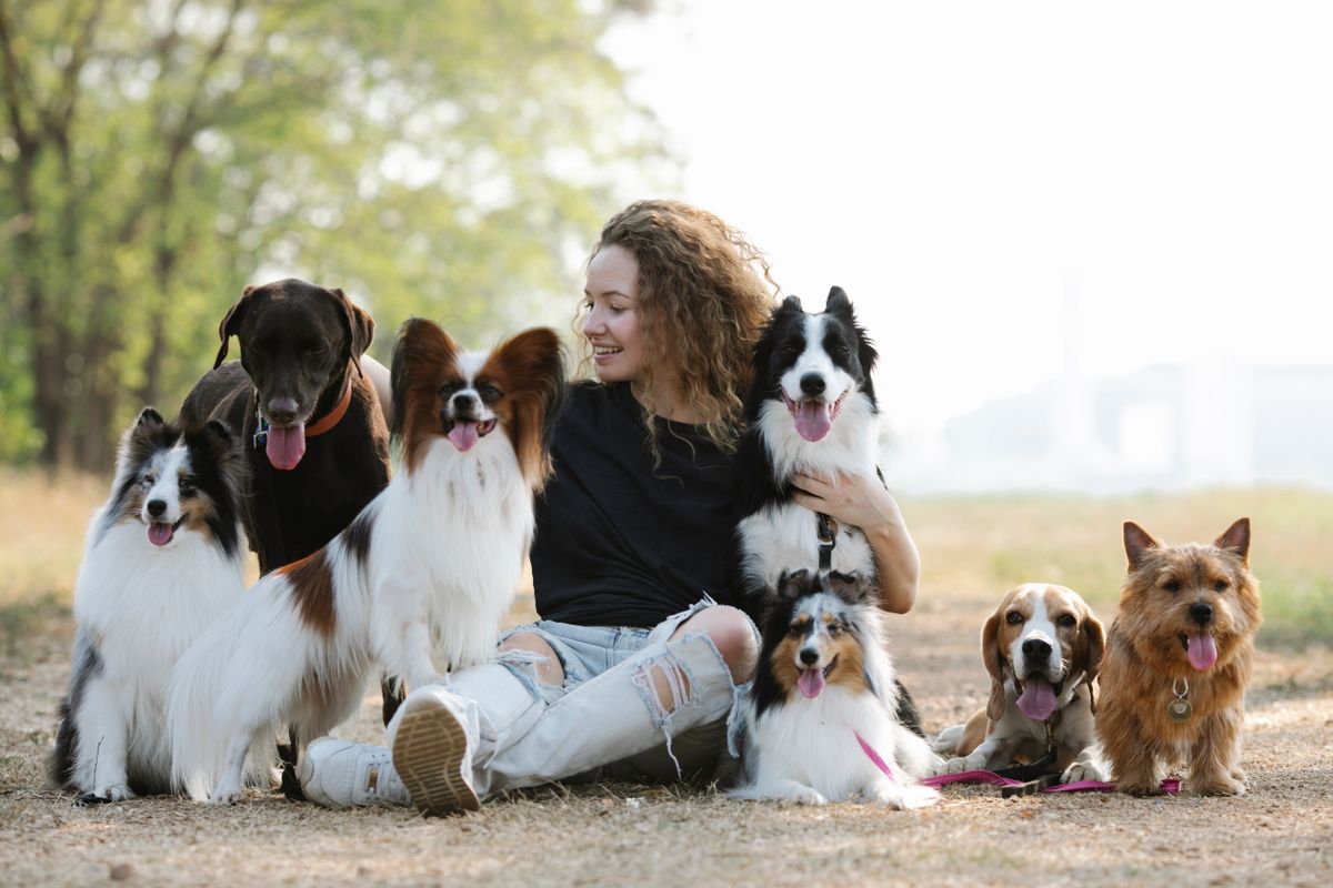 Woman with multiple different dog breeds