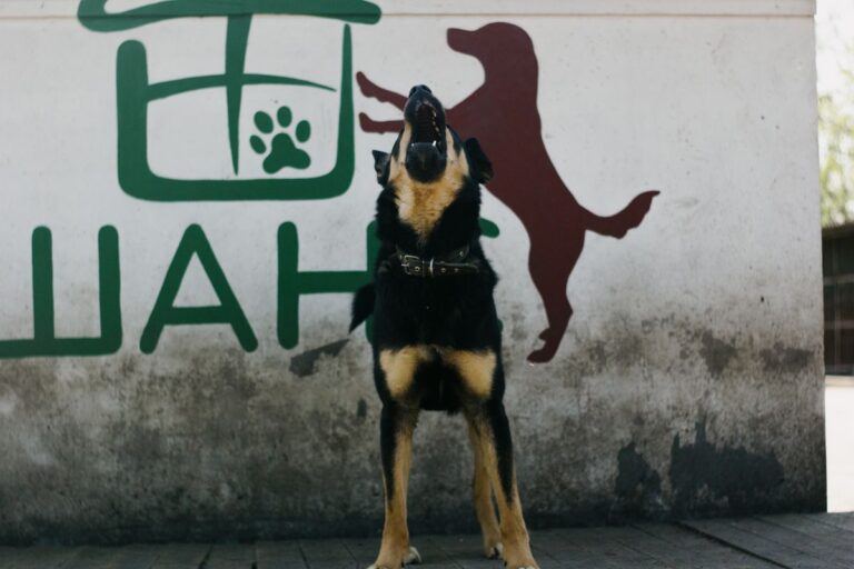 Dog barking outdoors