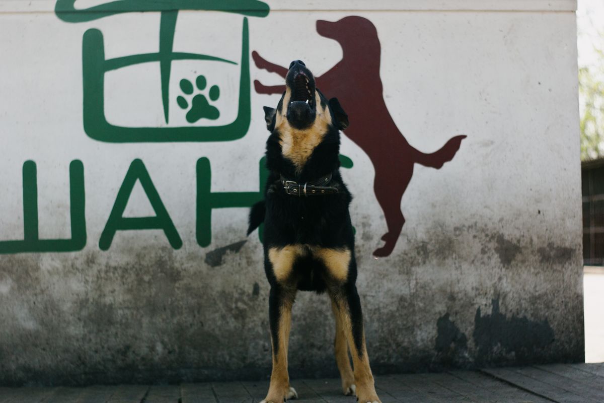 Dog barking outdoors