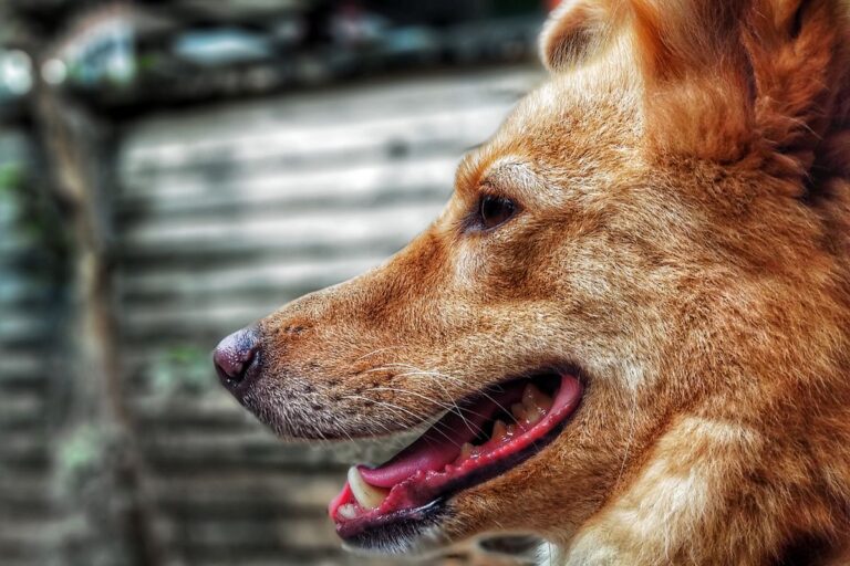 Dog with attentive expression outdoors