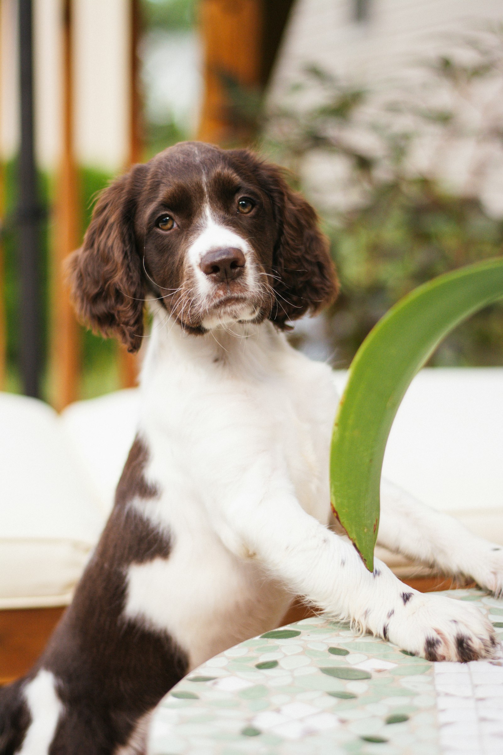 English Springer Spaniel, one of the parent breeds of the Springerdoodle
