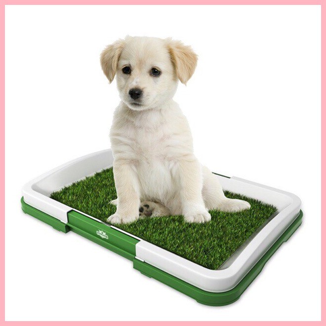 puppy training on pods