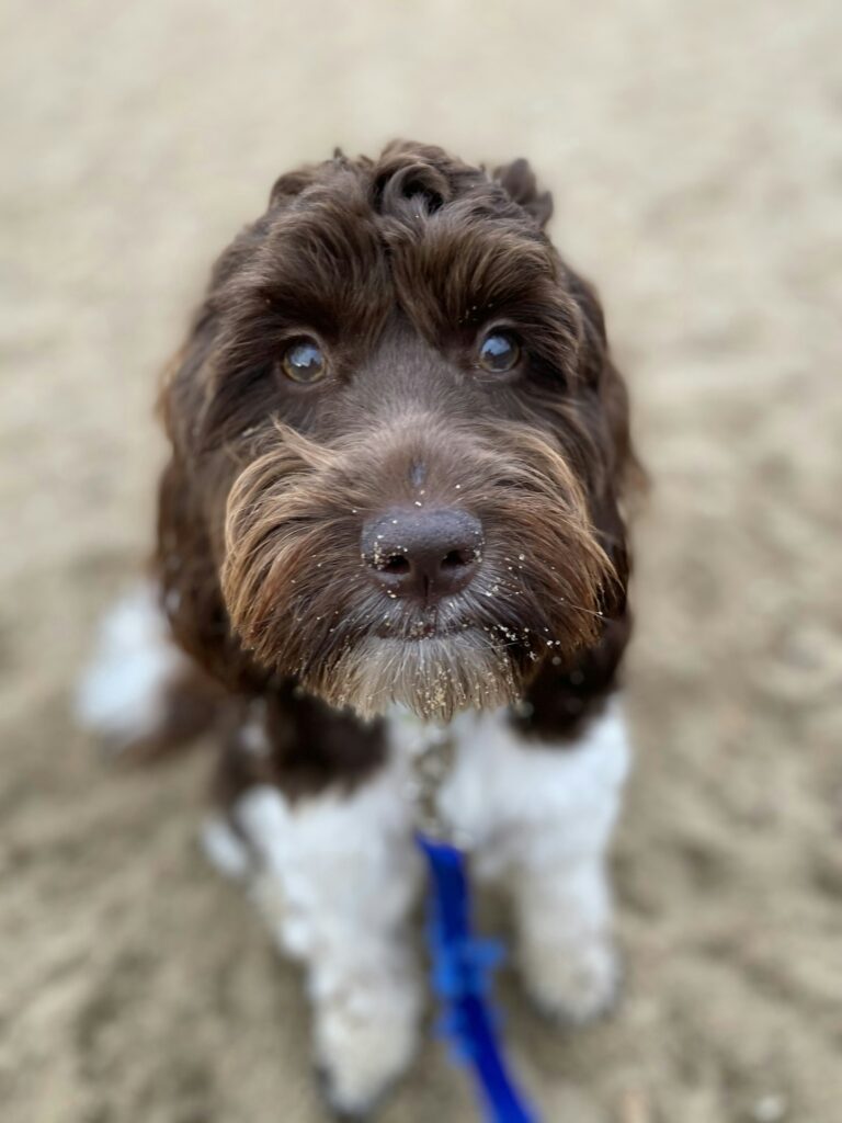 English Springer Spaniel Poodle mix (Springerdoodle) dog with a wavy low-shedding coat