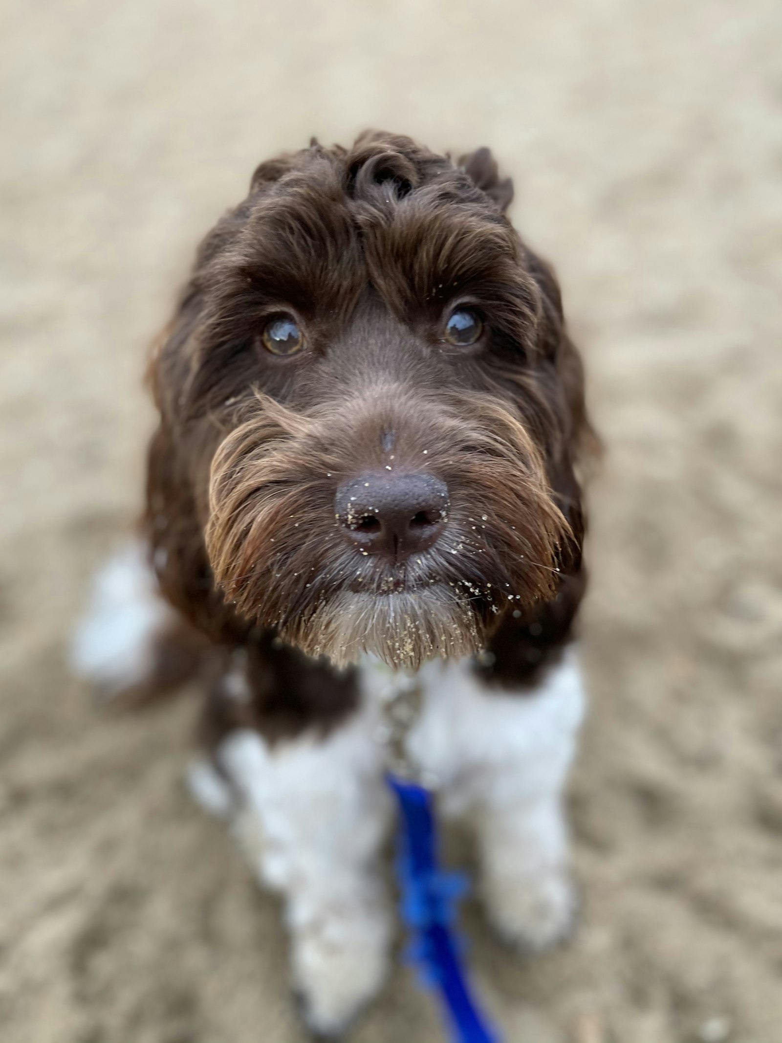 English Springer Spaniel Poodle mix (Springerdoodle) dog with a wavy low-shedding coat