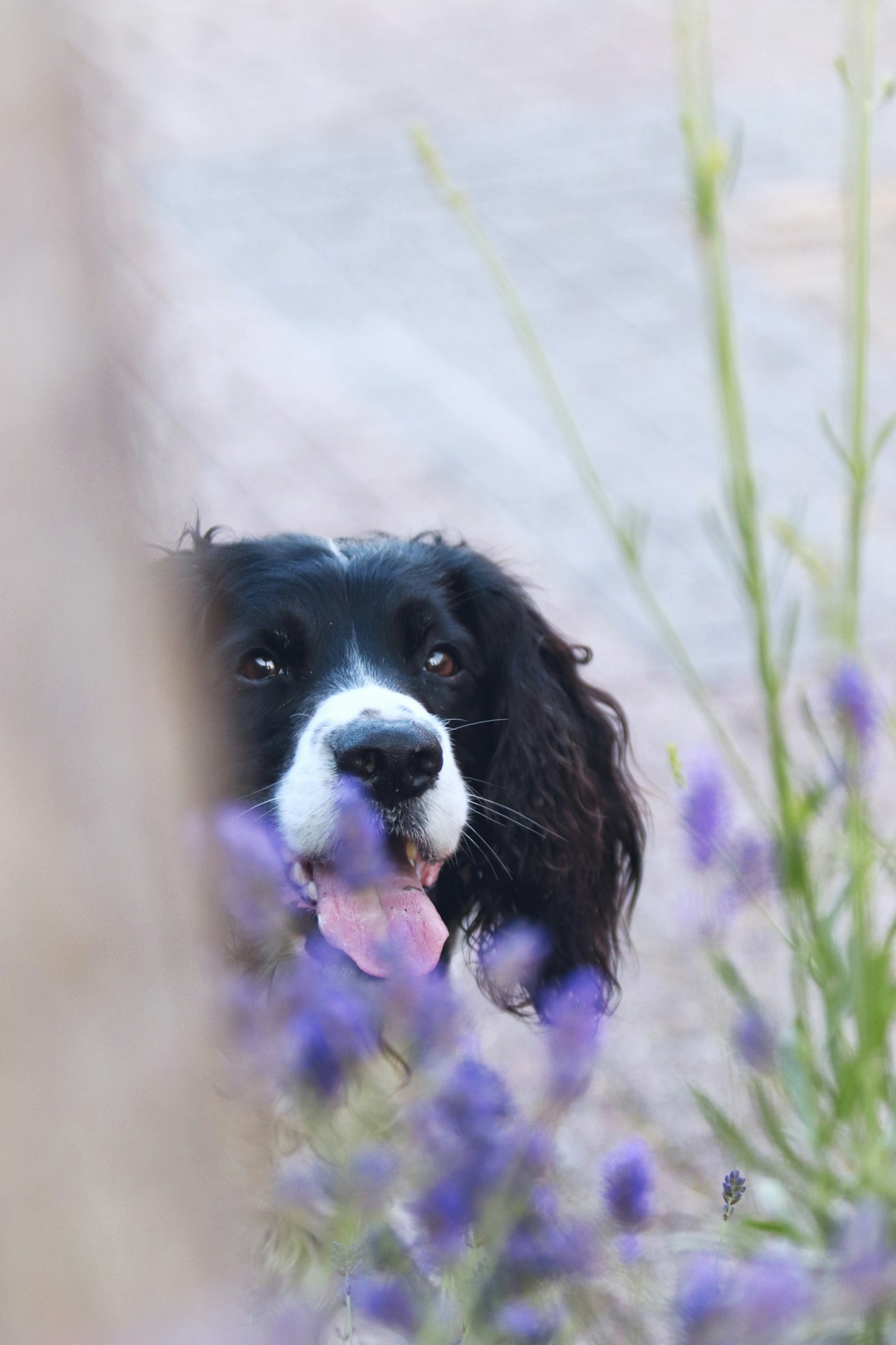 Energetic Springerdoodle-type dog playing outdoors, showing exercise needs