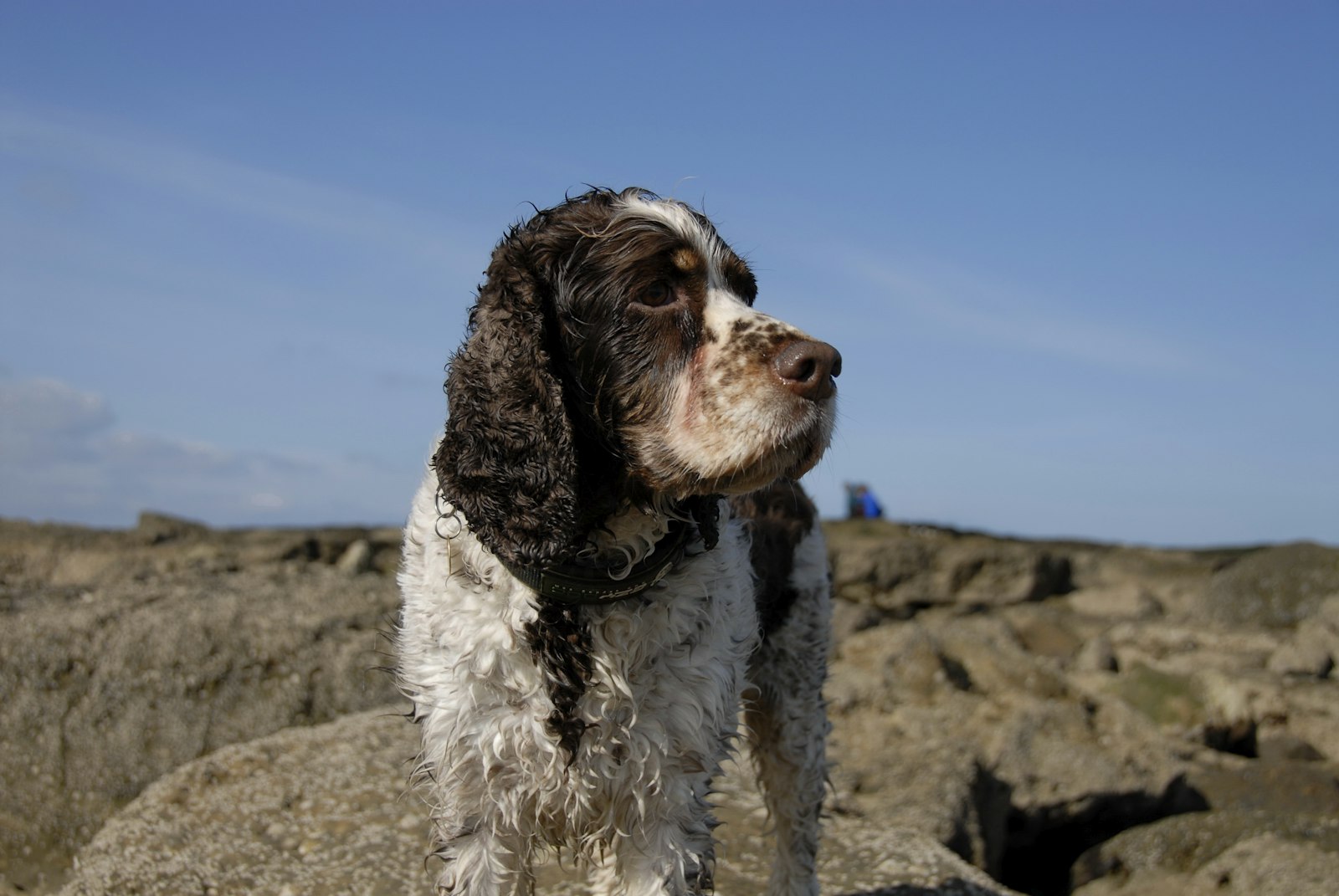 Springerdoodle-type dog outdoors, representing coat, grooming, and health care
