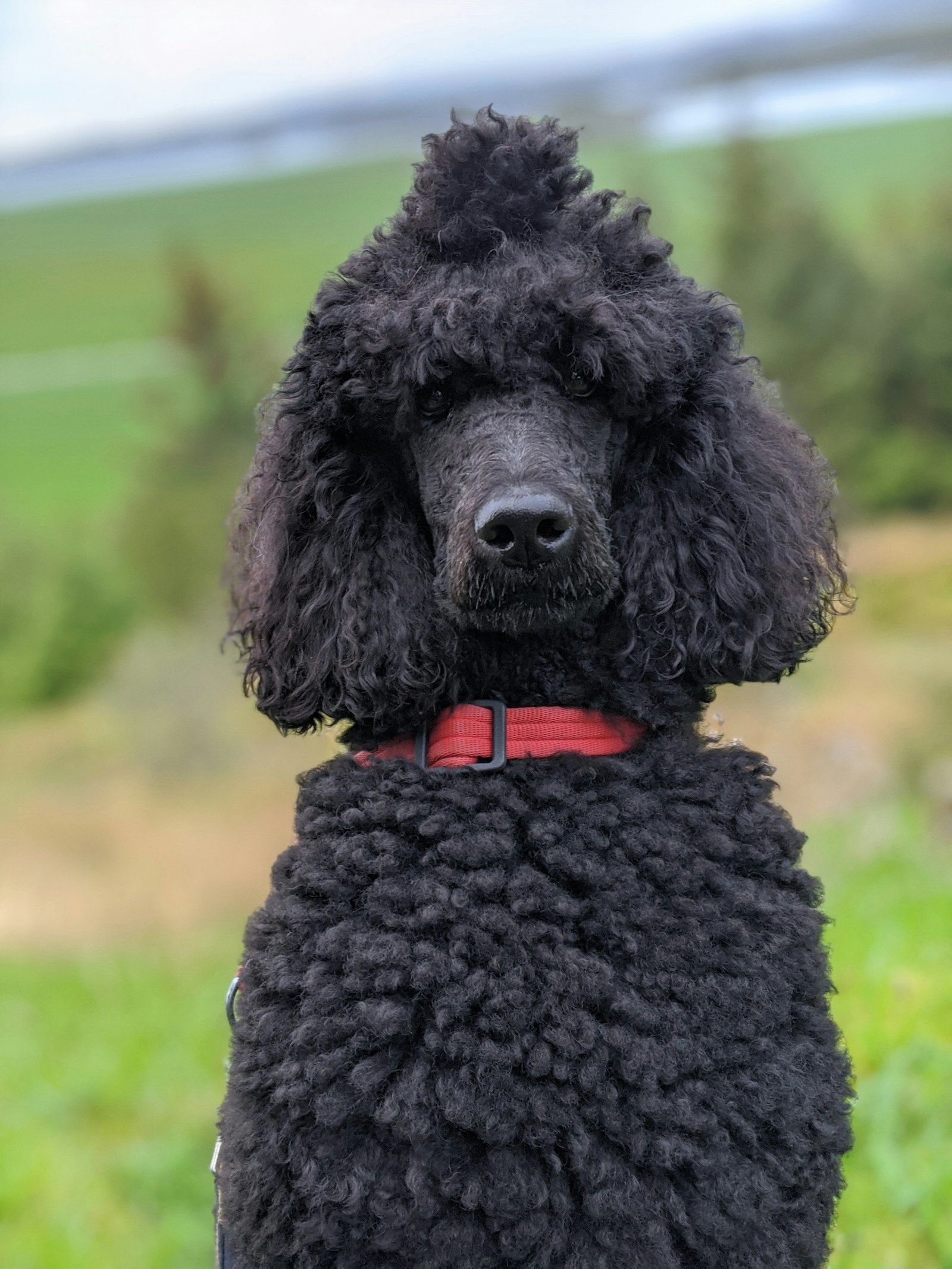 Standard Poodle on grass, the other parent breed behind the Springerdoodle